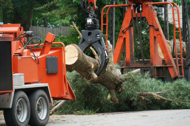 How Our Tree Care Process Works  in  Atherton, CA